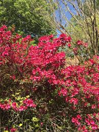Department of agriculture plant hardiness zones 6a through 9, and though encore azaleas are specifically noted for their winter hardiness, some may sustain some cold damage in chillier microclimates. Get It Growing Azaleas Herald Arrival Of Louisiana Spring News Daily Comet Thibodaux La
