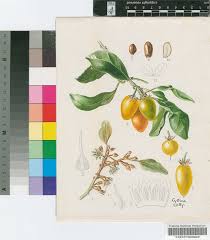 Image result for Mimusops obtusifolia