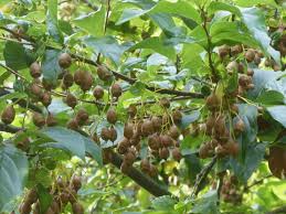 Image result for Embelia xylocarpa