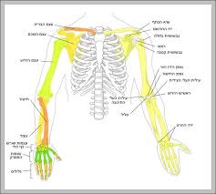 Human Bone Diagram Anatomy System Human Body Anatomy