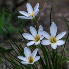Fairy Lily Lily Plants Rain Lily Beautiful Flowers