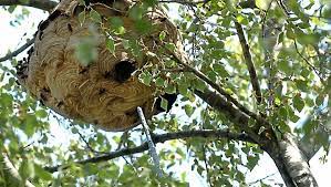 Les frelons asiatiques ont l'habitude de bâtir leur nid à une très grande hauteur, comme tout en haut d'un grand arbre par exemple à mougins. Une Technique Revolutionnaire Pour Detruire Les Nids De Frelons Asiatiques Midilibre Fr