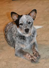 Check spelling or type a new query. Agassiz Reg D Kennels Australian Cattle Dogs Facebook