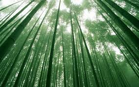 Bambu Tropical Bamboo Tropical Home Facebook