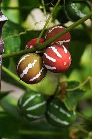 Image result for Diplocyclos