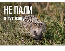 Природа благає – не паліть суху траву і опале листя ...