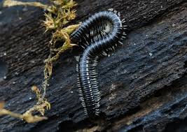 Class diplopoda) have two pairs of legs on most body segments. White Legged Snake Millipede The Wildlife Trusts