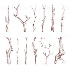Hand Gezeichnete Holz Zweige Holzerne Stocke Aste Vektor Rustikale Deko Elemente Lizenzfreies Hand Gezeichnete Holz Zweig Kunst Natur Zeichnen Baum Zeichnung