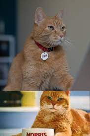Pin On Famous Cats