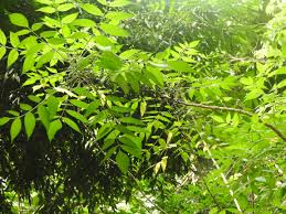 Image result for Brucea