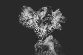 If your dog has always appeared at the rattle of a full food bowl or barked on hearing a knock at the door and no longer responds to these triggers, it could be a sign that he has hearing loss. Hearing Tests For Dogs How To Tell If Your Dog Has Hearing Loss