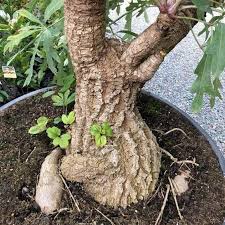 Image result for Cussonia corbisieri