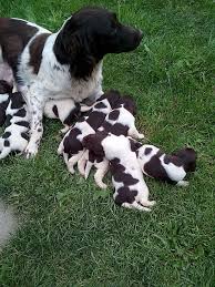 Image result for Malý münsterlandský ohař