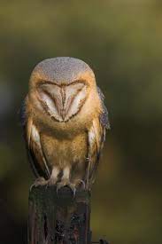 One prover described herself as acting like an ostrich and burying her head in the sand. Barn Owl Tyto Alba Scopoli 1769