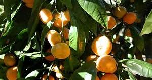 Buah limau mandarin dikatakan mempunyai manfaat meningkatkan air liur. Khasiat Buah Limau Mandarin Informasi Santai