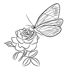 Next, begin drawing the bloom from the center out and be sure to take your time because the step 6. Butterfly On Blooming Rose Small Bud And Leaf Stock Vector Illustration Of Nature Book 76080756