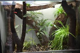 Anole Terrarium Lizard Habitat Anole Gecko Terrarium