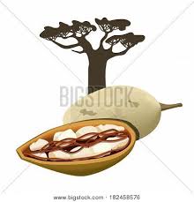Baobab is the tree of life and some of the oldest age trees in the world. Baobab Tree Fruit Pod Vector Photo Free Trial Bigstock