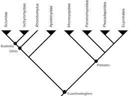 Check spelling or type a new query. Relationships For Rodentia And Other Members Of Euarchontoglires Download Scientific Diagram