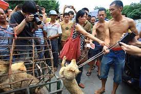 Partout dans le monde, des défenseurs des animaux se mobilisent pour faire cesser ce massacre annuel, et les pétitions qui circulent sur cette situation est d'autant plus paradoxale que les animaux de compagnie connaissent un essor considérable en chine. China The Festival Of Yulin Loves Dog Meat Laquotidienne Fr