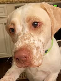 A 3-year-old lab-shepherd mix named Louis lost both his eyes after his  owners chose removal over treating a simple infection, then abandoned him  at a shelter when they couldn't cope with his