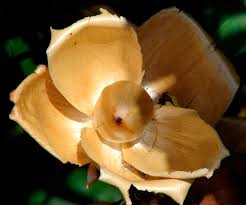 Image result for Merremia tuberosa