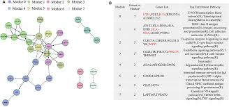 Emerging cancer treatments, including immunotherapy and tumor treating fields. Frontiers Tumor Microenvironment Associated Immune Related Genes For The Prognosis Of Malignant Pleural Mesothelioma Oncology