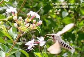 Image result for Volkameria