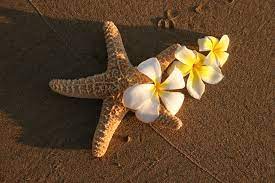 Allysonsflowers.com has been visited by 10k+ users in the past month Plumeria Trio I Shot On The Beach In Maui Joni Plumeria Flowers Sunflowers And Roses Plumeria