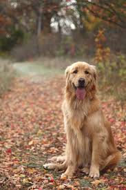 We did not find results for: Pin On Furry Friends