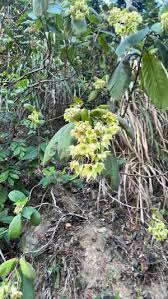 Image result for Trichodesma
