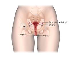 Sistema Reprodutor: anatomia e fisiologia - Saude.ao