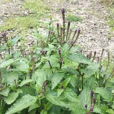 Image result for Verbenaceae