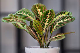 Prayer plant houseplants should be kept moist, but not soggy. Prayer Plant Growing And Caring For Prayer Plants Bbc Gardeners World Magazine