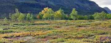 Abisko turiststation is the stop to access the trail. Kungsleden 2015 Etappe 10 Wildnis Wandern De
