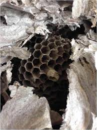 W e have hornets under our shed and they are getting worse. Wasp Faqs Frequently Asked Questions About Wasps