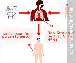 Bird flu or avian flu is a highly contagious viral infection that is transmitted between birds and, on rare occasions, from birds to humans. Avian Influenza Bird Flu Causes Symptoms Treatment Faqs