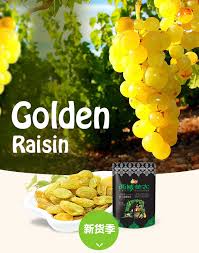 Maybe you would like to learn more about one of these? Dehydrating Grape Grape Dried Golden Raisins Supplier Buy Gloden Price Raisin Price Raisins Product On Alibaba Com