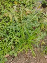 Image result for Acrachne