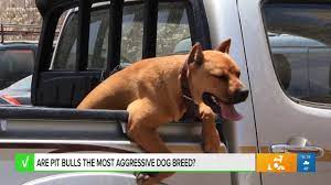 Are Pit Bulls The Most Aggressive Dog Breed Our Team Verifies Youtube