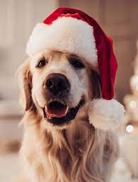 Labrador Is Sitting In Santa Claus Hat Dog Christmas Photos Dog Christmas Pictures Dog Xmas