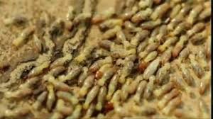 Consumer guide on termite control diy termite inspection termidor termite control barrier termite baits exterra sentricon pest control exterminators. Canton Termite And Pest Control Pest Control In Canton Ga