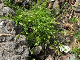 Image result for Sagina abyssinica