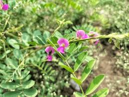 Image result for Tephrosia radicans