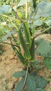 I used to eat okra in meal (since my childhood). File Ladies Finger Okra Jpg Wikimedia Commons