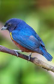 Ferro Velho Alcaide Gaita Gaturamo Rei Serrador Tiete Chincharra Ou Chincharrinho Euphonia Pectoralis Latham 1801 Birds Blue Bird Beautiful Birds