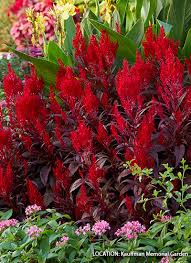 Image result for Celosia richardsiae