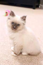 Pin On Chaton