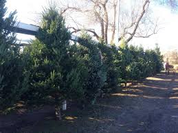 Check spelling or type a new query. Where To Get A Real Christmas Tree In The Denver Area Mapped