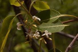 Image result for Diplorhynchus